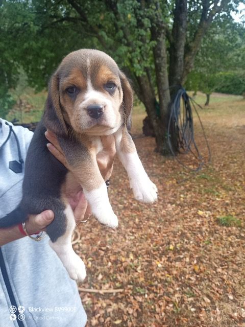 des Gorges du Caramy - Chiot disponible  - Beagle