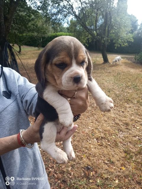 des Gorges du Caramy - Chiot disponible  - Beagle