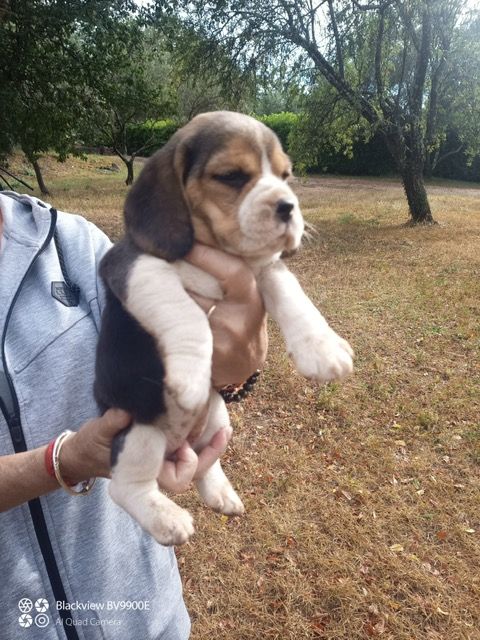 des Gorges du Caramy - Chiot disponible  - Beagle